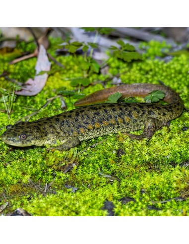 Pleurodeles waltl