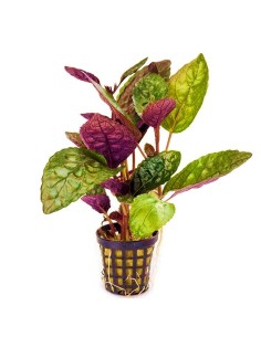 Hemigraphis colorata