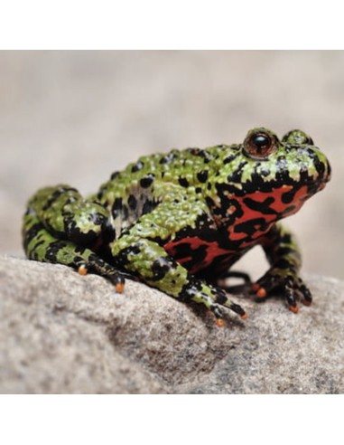 Bombina orientalis