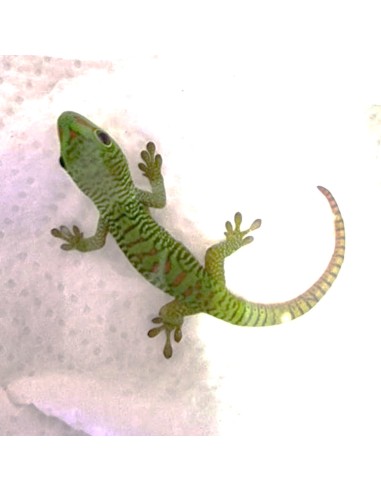 Phelsuma Grandis (Geco del Madagascar)