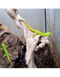 Phelsuma Grandis (Geco del Madagascar) 2
