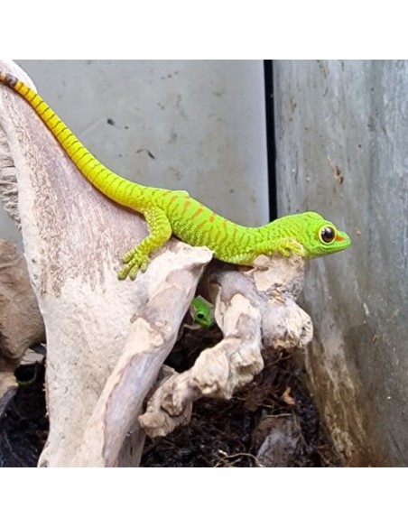 Phelsuma Grandis (Geco del Madagascar)