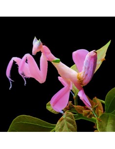 Mantide Orchidea (Hymenopus coronatus)