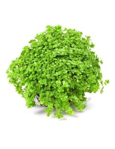 Hemianthus callitrichoides ''Cuba''