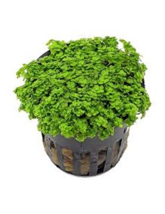 Hemianthus callitrichoides ''Cuba'' 2