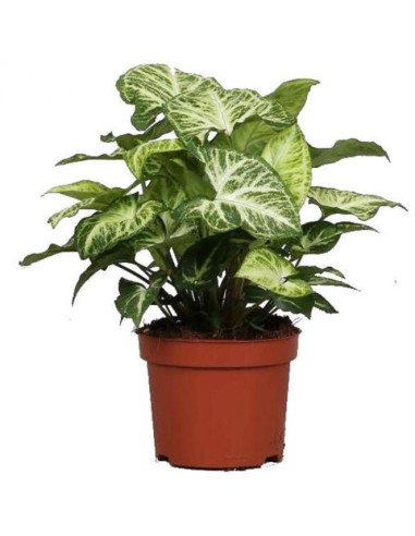 Syngonium Arrow