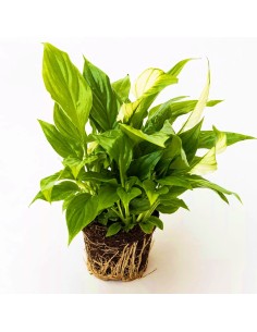 Spathiphyllum verde