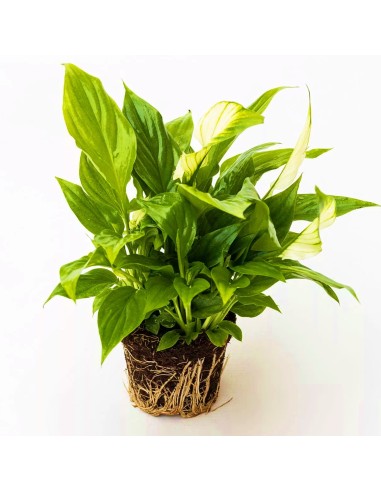 Spathiphyllum verde