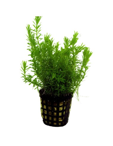 Rotala walichi
