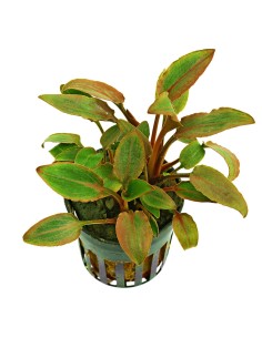 Cryptocoryne walkeri