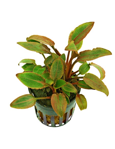 Cryptocoryne walkeri