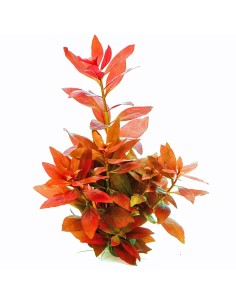 Ludwigia Repens Rossa