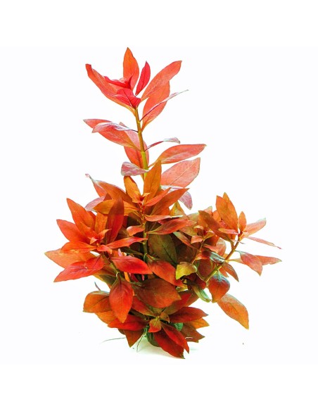 Ludwigia Repens Rossa