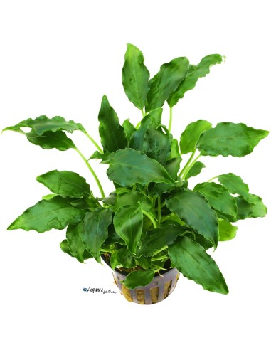 Schismatoglottis preitoi