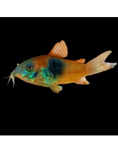 Corydoras Venezuela orange
