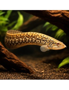 Mastacembelus armatus (Tire Track Eel o Anguilla a...