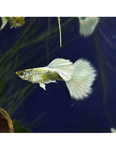 Poecilia reticulata dumbo Platinum halfmoon