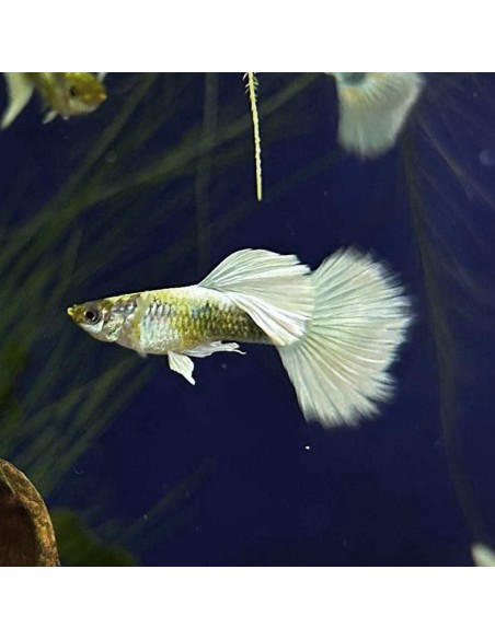 Poecilia reticulata dumbo Platinum halfmoon