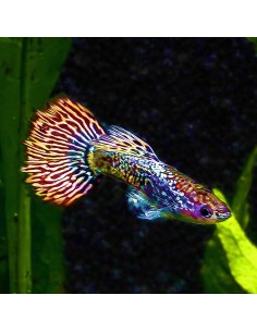 Guppy Red Metal Dragon (Poecilia reticulata)