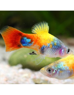 Platy blu butterfly michey mouse