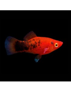 Platy Berlin Red Koi