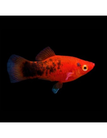 Platy Berlin Red Koi