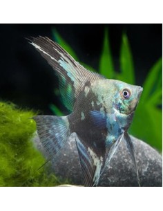 Pterophyllum Scalare Blue Smoke
