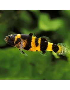 Brachygobius doriae