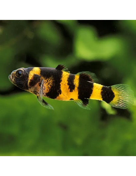 Brachygobius doriae