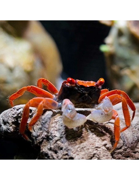 Geosesarma Red Carnaval Crab