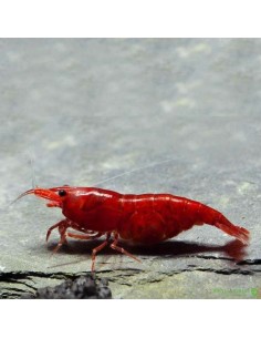 Caridina  Bloody Mary