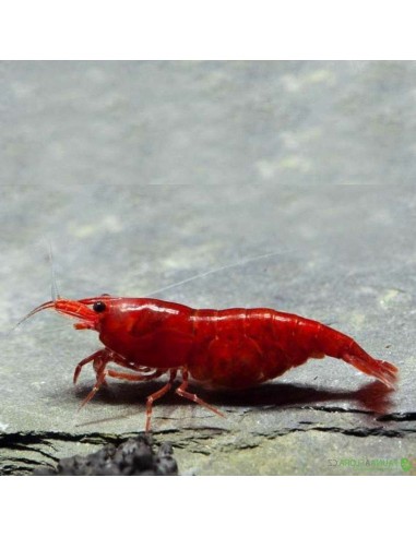 Caridina  Bloody Mary