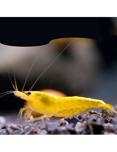Caridina Yellow Fire