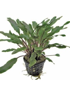 Cryptocoryne undulata