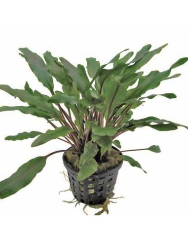 Cryptocoryne undulata