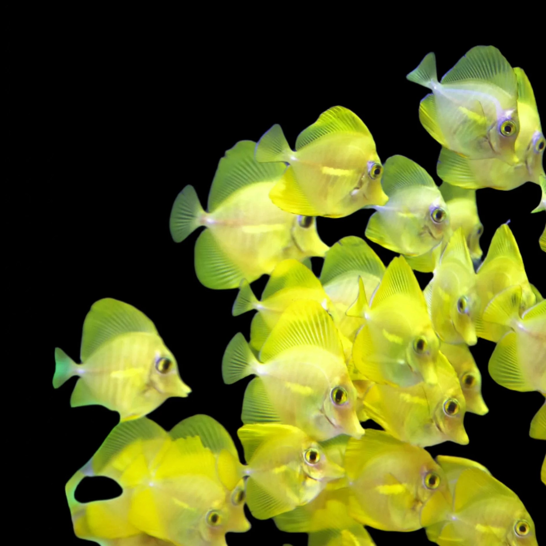 Acquari personalizzati